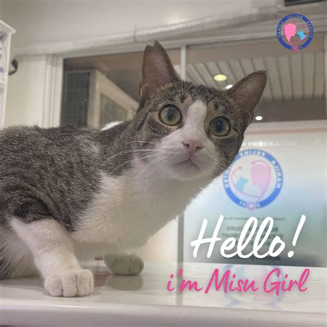 manila feline center reviews|Manila Feline Center : r/catsofrph .